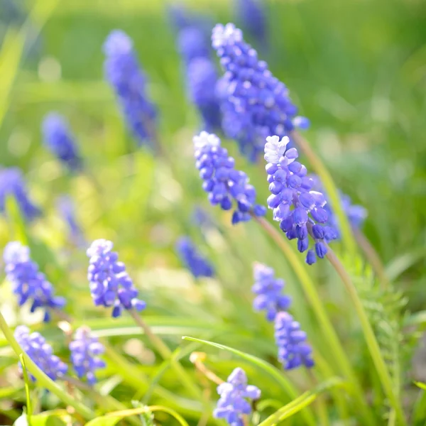 Blauwe bloemen close-up in het voorjaar van — Stockfoto