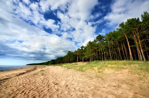 Baltic sea shore in Latvia — Stock Photo, Image