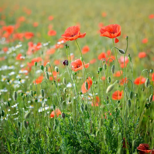 A poppy field close-up — Stock Photo, Image
