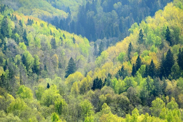 Powierzchniową widok na dolinę rzeki gauja wiosną w sigulda, Łotwa — Zdjęcie stockowe