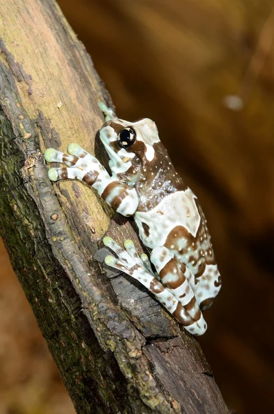 Kolorowe żaby w terrarium — Zdjęcie stockowe