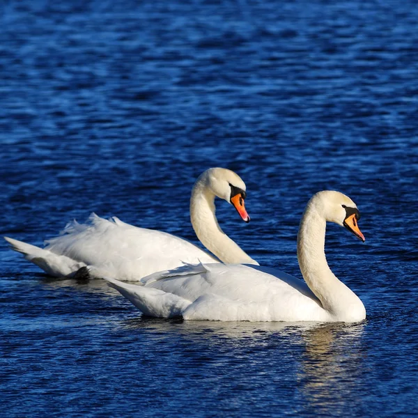 A couple of swans in the blue lake water — Stock Photo, Image