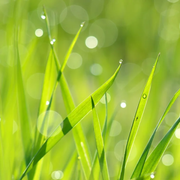 Erba fresca verde con gocce d'acqua primo piano — Foto Stock