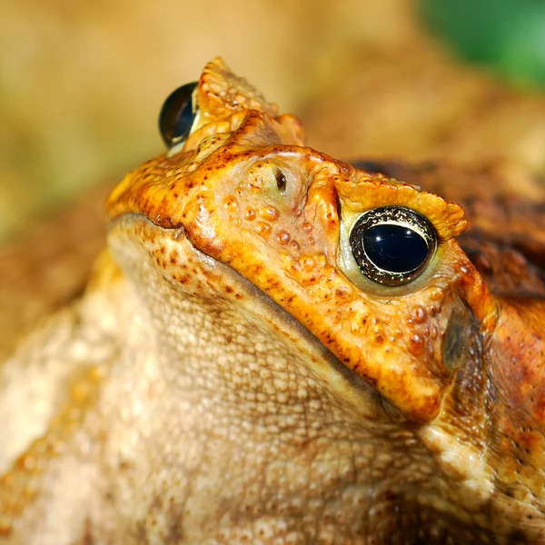 Grande sapo tropical close-up — Fotografia de Stock