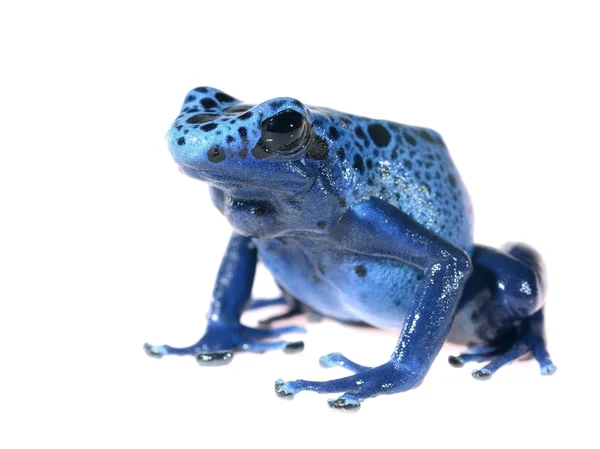蓝染上白色隔离的 dart 青蛙 dendrobates 红花 azureus — 图库照片