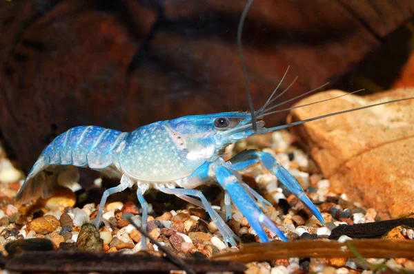 Barevné australské raky - cherax quadricarinatus v akváriu — Stock fotografie