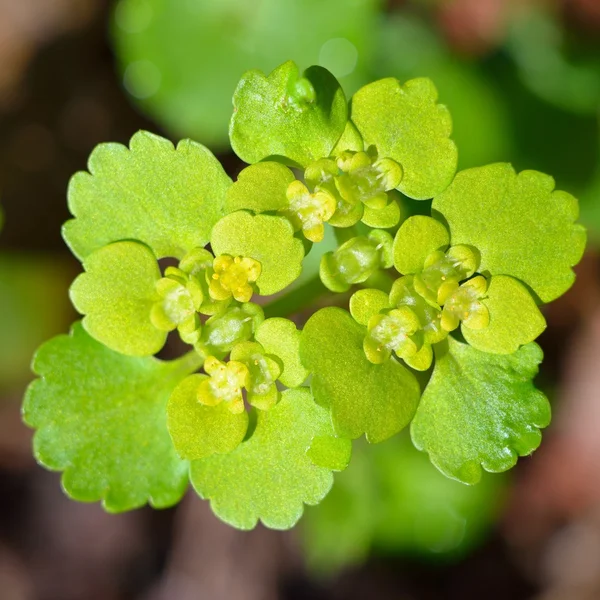 Skovplanter close-up - Stock-foto