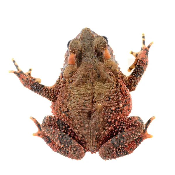 Crapaud à tête osseuse Ingerophrynus galeatus isolé sur blanc — Photo