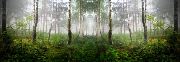 En norr skog i dimma. Lettland — Stockfoto