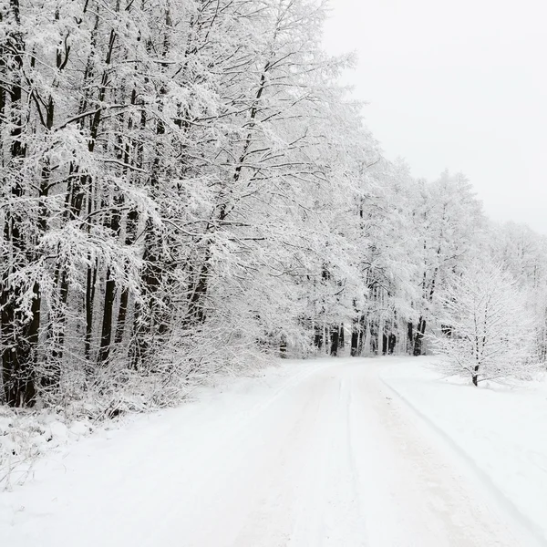 Estrada e geada em árvores no inverno — Fotografia de Stock