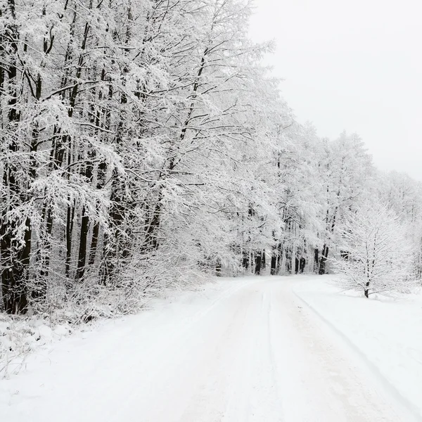 Road and hoar-frost on trees in winter — Stock Photo, Image