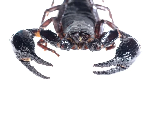 Skorpion (Heterometrus) na białym tle — Zdjęcie stockowe