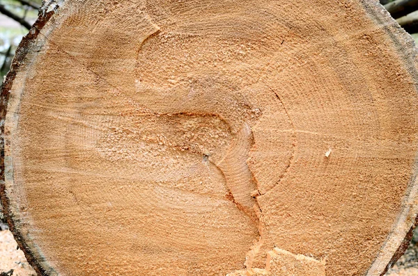 Cutted 나무 그 루터 기 — 스톡 사진