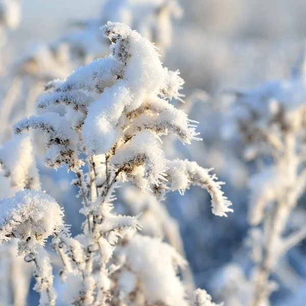 Gelée blanche sur les plantes en hiver — Photo