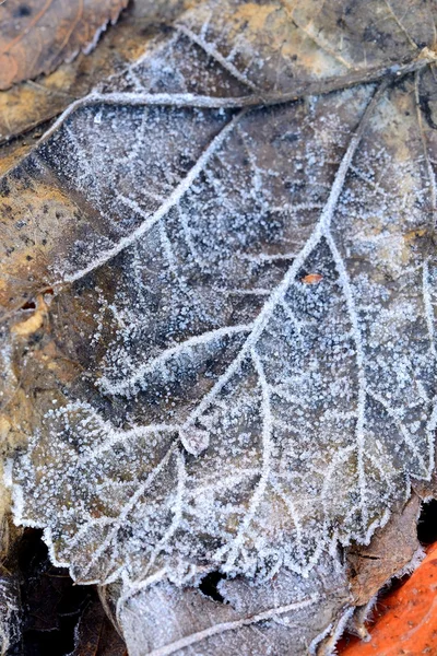 Hoar-frost on leaves — Stock Photo, Image