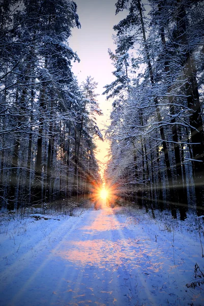 Raggi di sole nella foresta invernale — Foto Stock