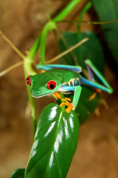 Rana dagli occhi rossi Agalychnis callidryas in terrario — Foto Stock