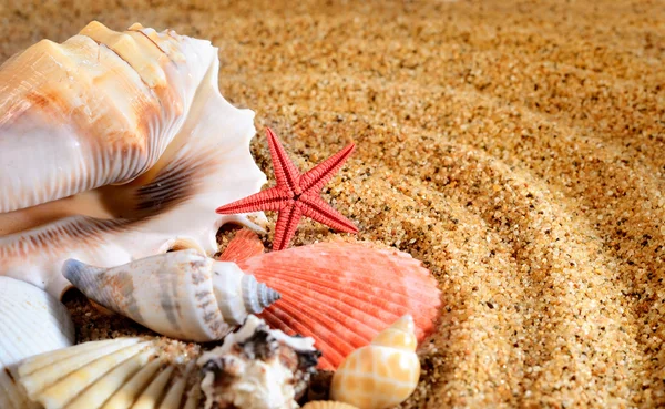 Морская звезда и раковины на песчаном пляже — стоковое фото