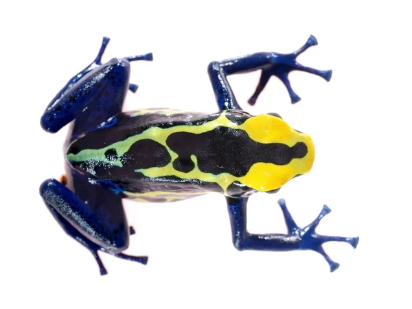 Mavi üzerine beyaz izole dart kurbağa dendrobates tinctorius boyama — Stok fotoğraf