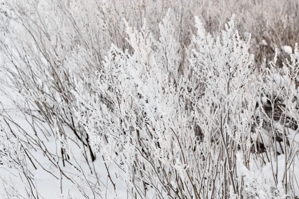 Хор-мороз на растениях зимой — стоковое фото