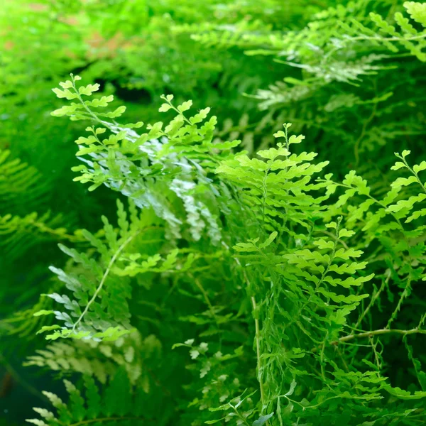 水族馆的植物 — 图库照片