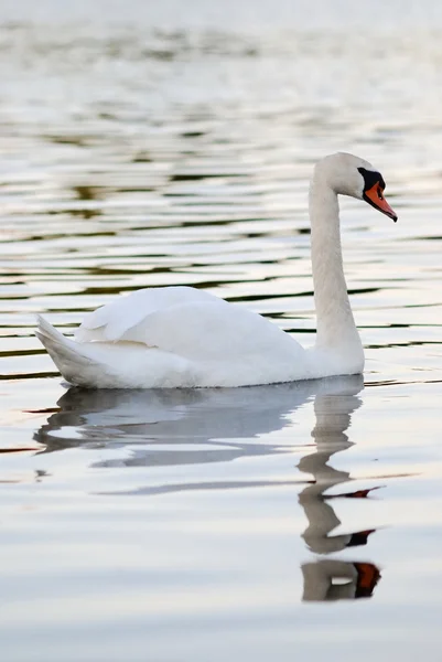 Cisne blanco — Foto de Stock