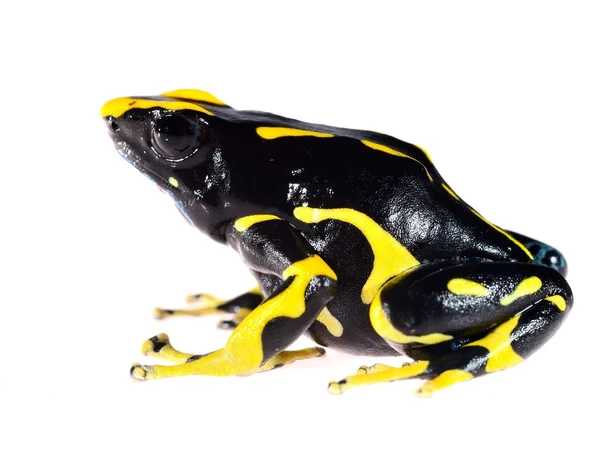 Yellow dyeing dart frog Dendrobates tinctorius allanis isolated on white — Stock Photo, Image