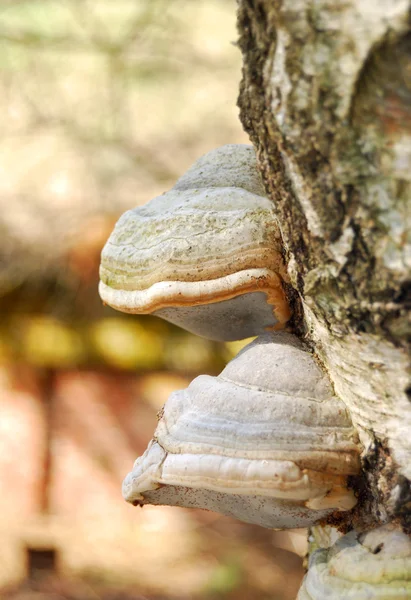 Setas en un tocón de árbol en el bosque — Foto de Stock