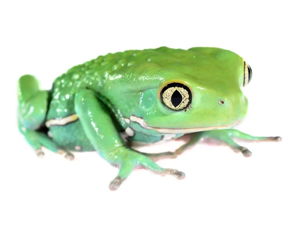 Zelené voskové opice list žába phyllomedusa sauvagii izolované na bílém — Stock fotografie