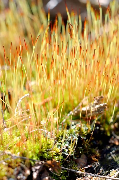 Крупный план разноцветного моха со спорами — стоковое фото