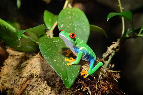 Red-eye frog Agalychnis callidryas in terrarium — Stock Photo, Image
