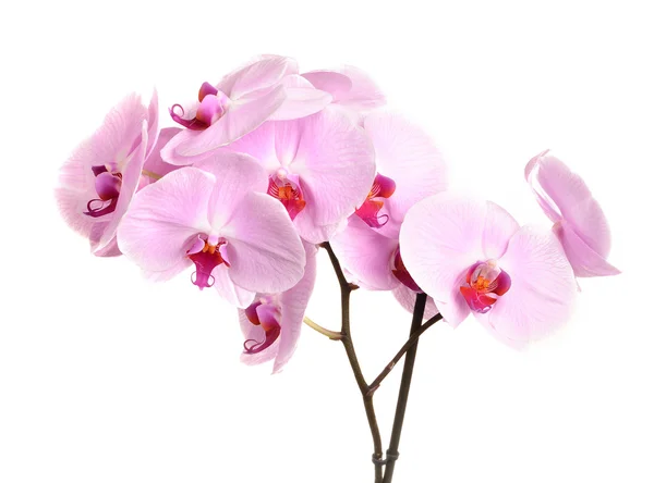 Elszigetelt fehér rózsaszín orchidea virágot közelről — Stock Fotó