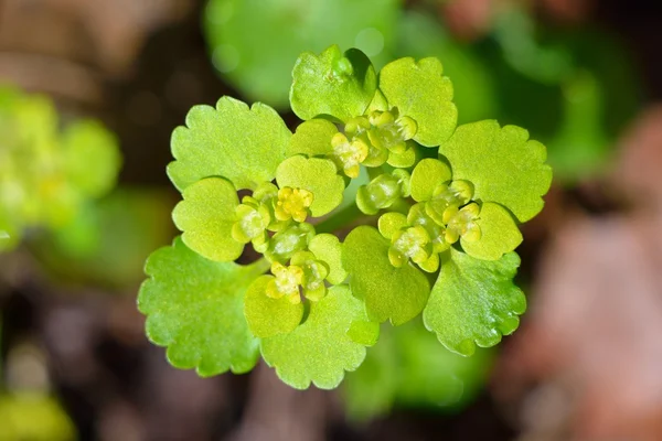 Forest plants close-up — Stock Photo, Image