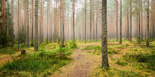 Ciemna scena lasu sosnowego — Zdjęcie stockowe