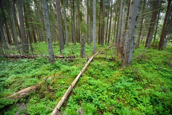 Темний сосновий ліс сцена — стокове фото