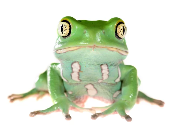 Grüne wachsartige Affen Blatt Frosch Phyllomedusa sauvagii isoliert auf weiß — Stockfoto