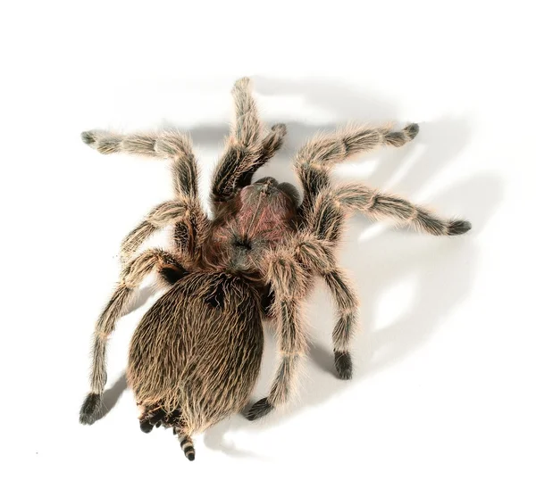 Czarny tarantula grammostola pulchra na białym tle — Zdjęcie stockowe