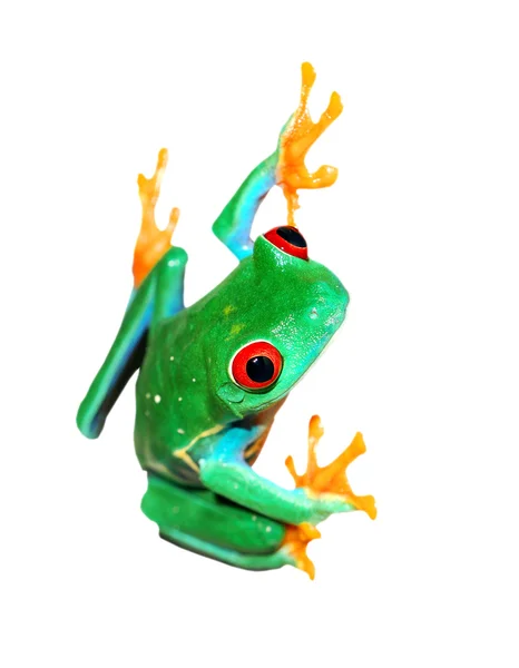 Czerwony-podejrzliwie śledzić żaba chwytnica kolorowa siedzi w pionie — Zdjęcie stockowe