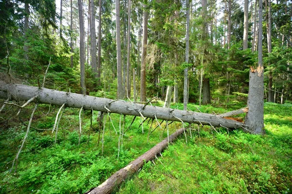 Donker dennenbos — Stockfoto