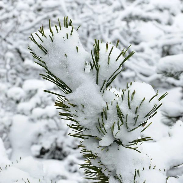 Winter forest täckt med snö närbild — Stockfoto