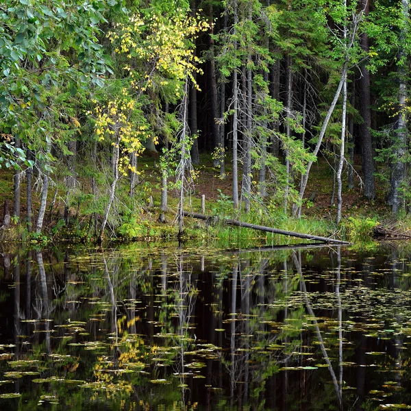 Pineta scura e un lago — Foto Stock