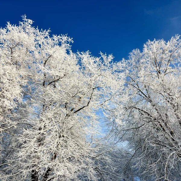 Gelée blanche sur les arbres en hiver — Photo