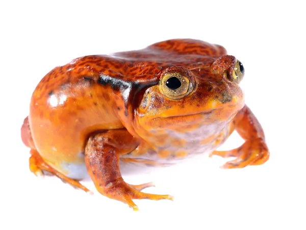 Der falsche Tomatenfrosch dyscophus quineti isoliert auf weiß — Stockfoto