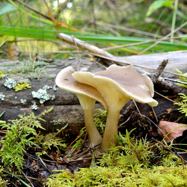 Pilze im Wald — Stockfoto