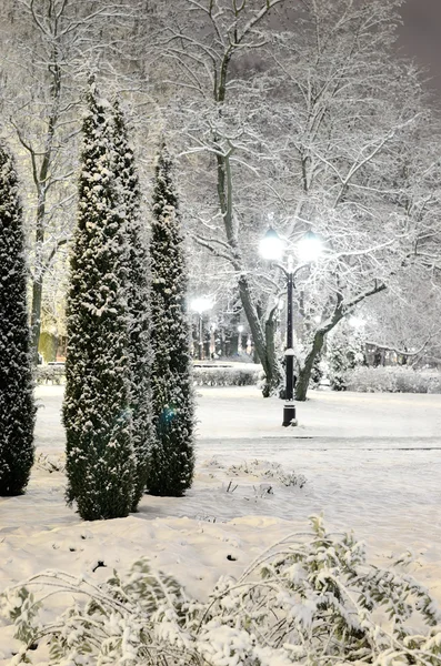 Neve sugli alberi nel parco Riga di notte — Foto Stock