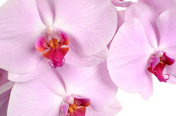 Pink orchid flower close-up isolated on white — Stock Photo, Image