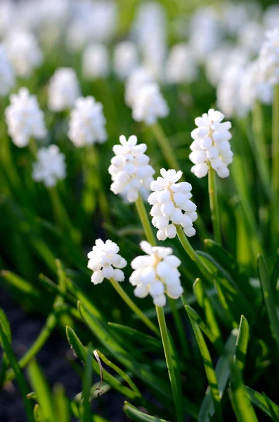 Witte bloemen close-up in het voorjaar — Stockfoto