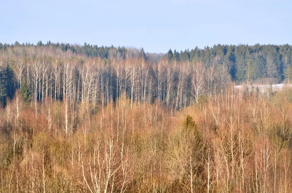 Colinas florestais no inverno — Fotografia de Stock