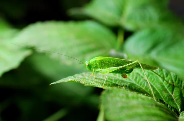 Saltamontes — Foto de Stock