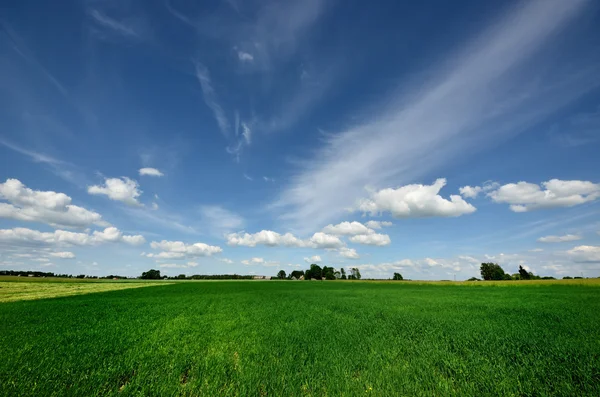 Классический сельский пейзаж. Зеленое поле против голубого неба — стоковое фото